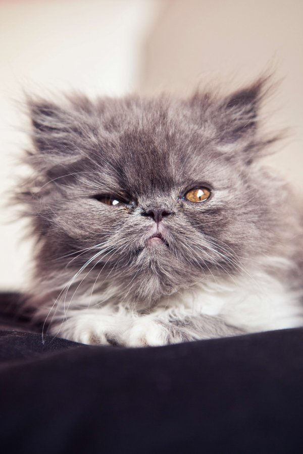 The Life Span Of A Persian Cat CatsInfo