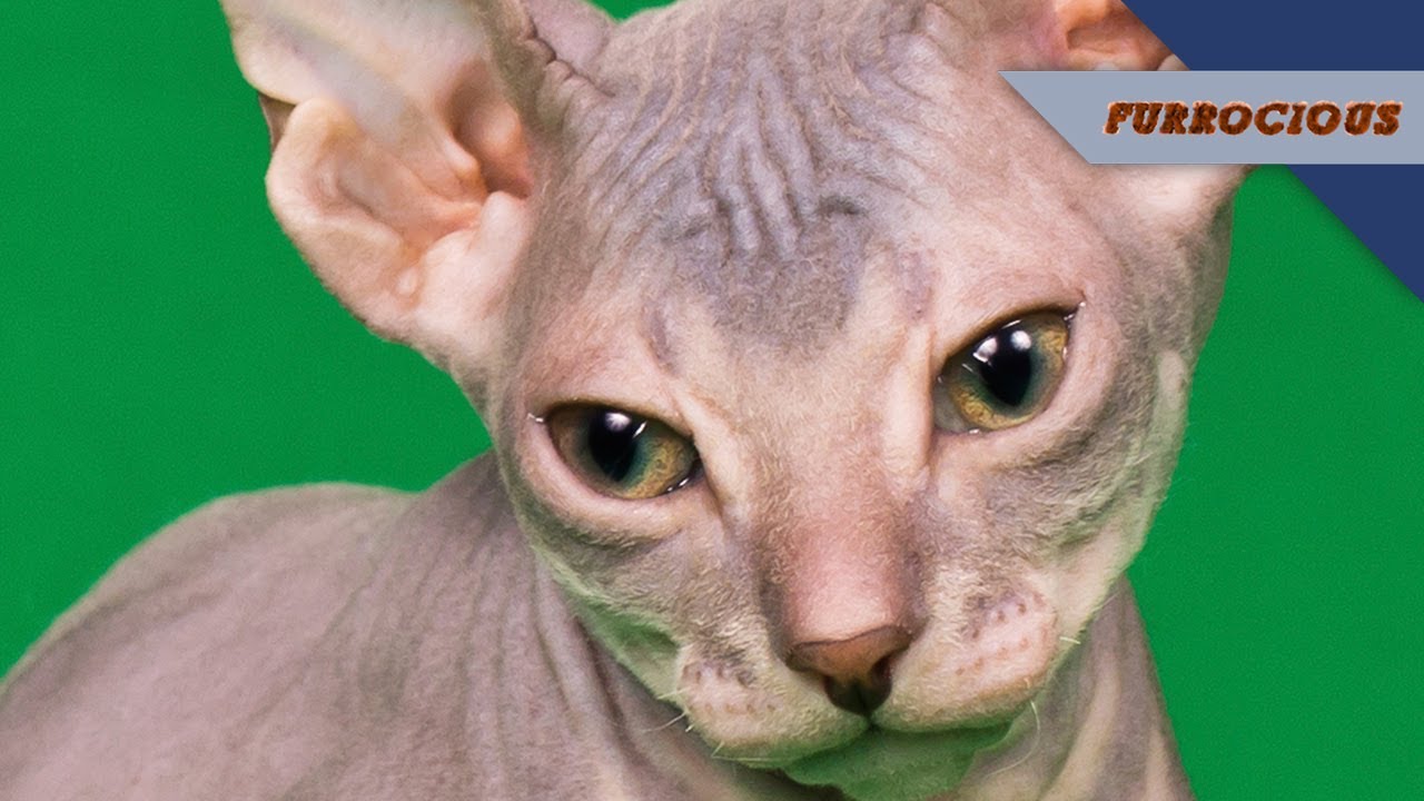 Why Do Sphynx Cats Smell? CatsInfo