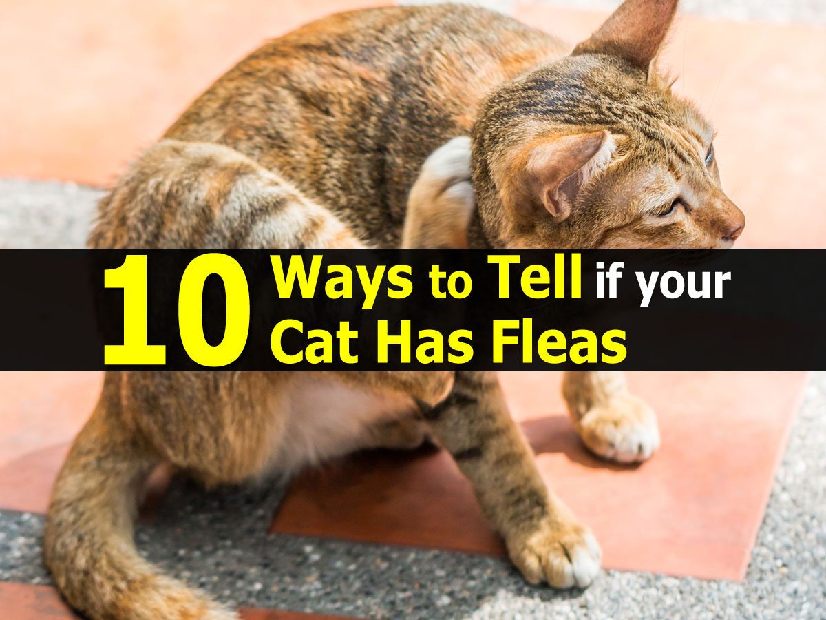 How To Prevent Your Sphynx Cat From Getting Fleas CatsInfo