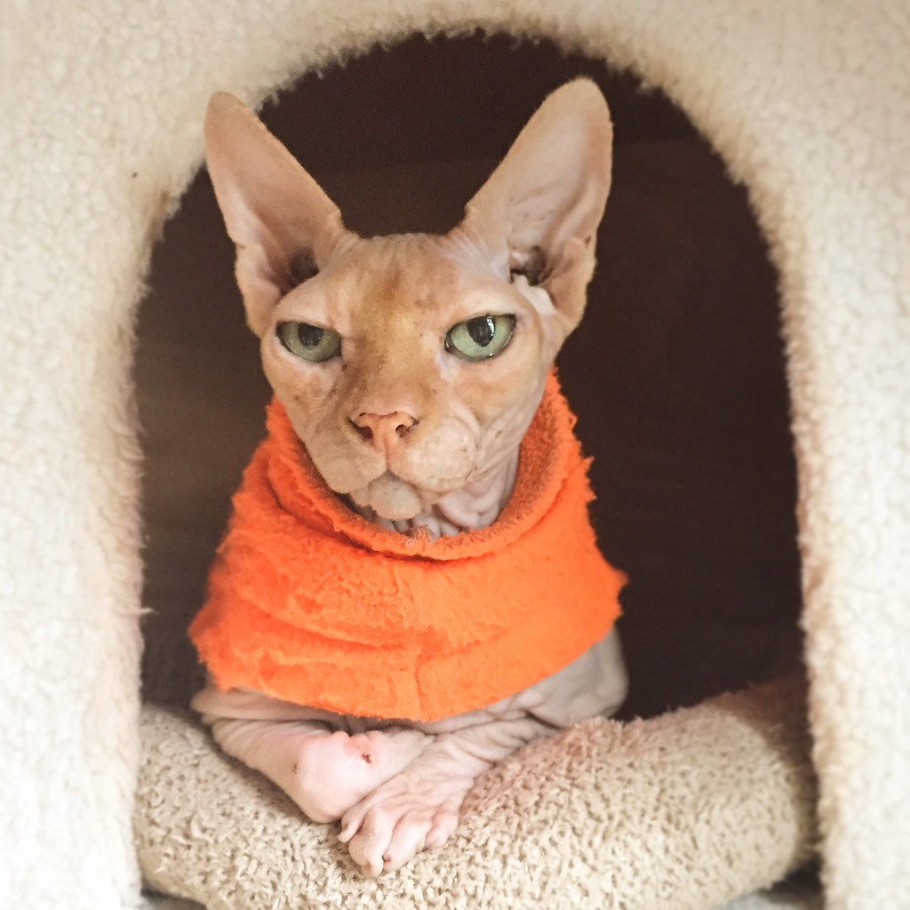 How To Keep Your Hairless Sphynx Cat Warm CatsInfo