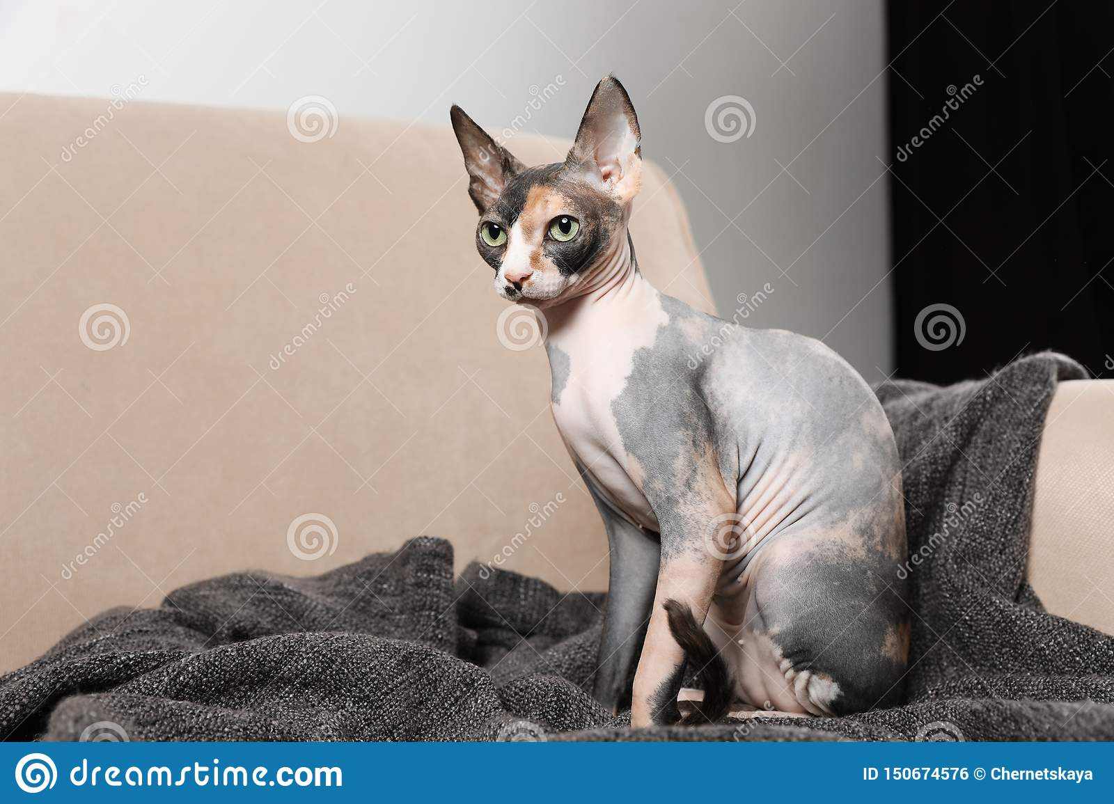 Why Sphynx Cats Aren’t Aggressive CatsInfo