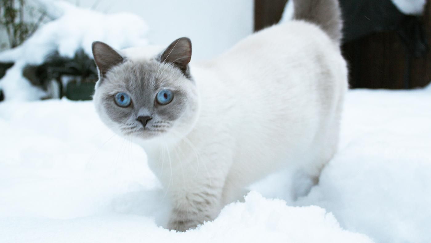 Do Sphynx Cats Grow A Winter Coat CatsInfo