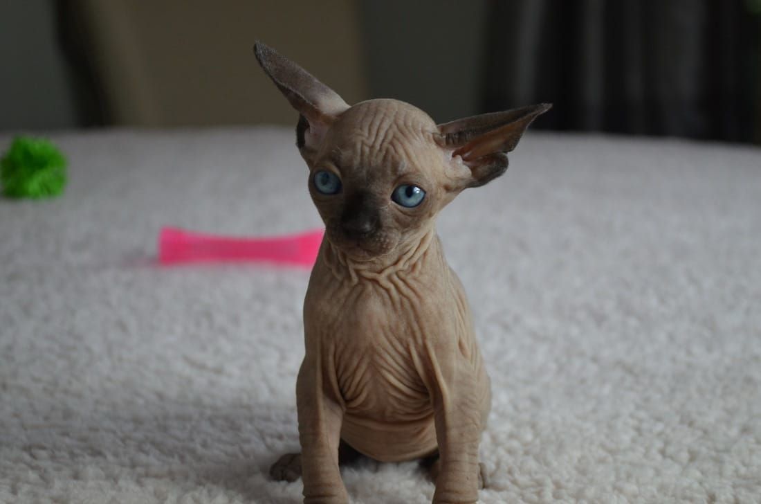How Much Is Sphynx Cat In Philippines CatsInfo