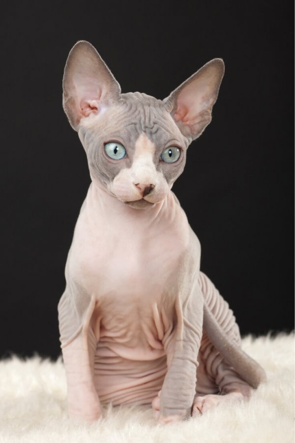 How To Train A Sphynx Cat CatsInfo