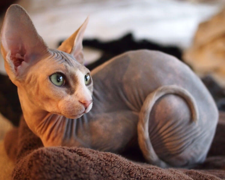 When Do Sphynx Cats Stop Growing CatsInfo