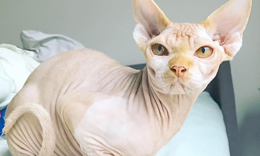 Why Sphynx Cats Might Be Considered Ugly By Some People CatsInfo