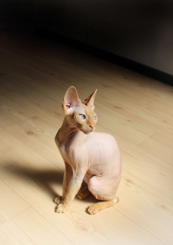 Sphynx Cat Throwing Up Causes And What To Do CatsInfo