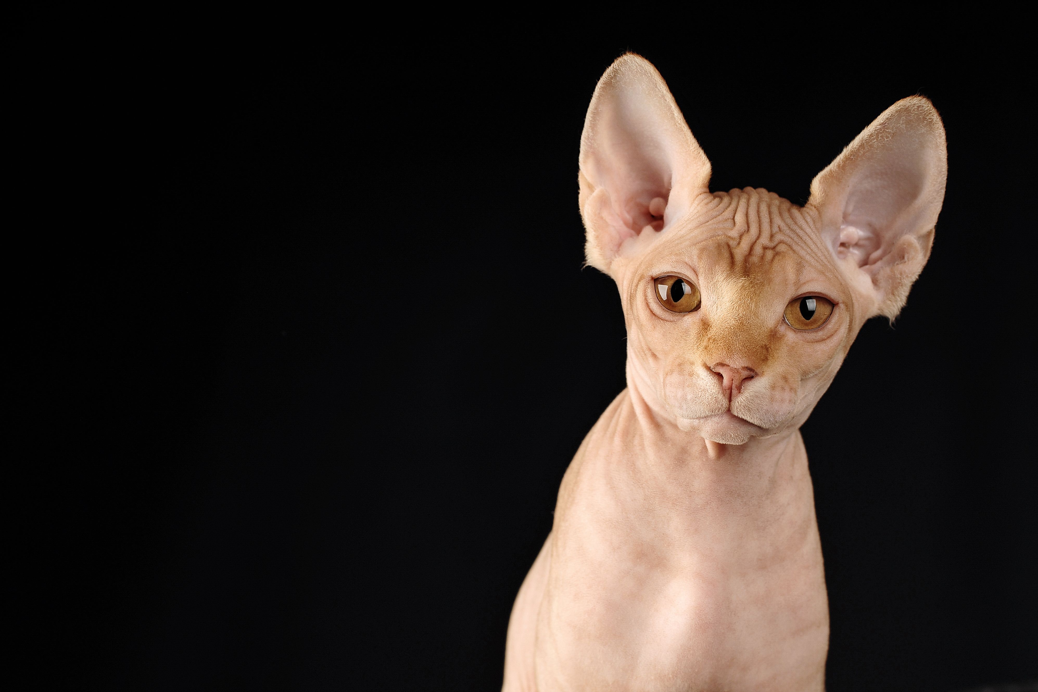 Sphynx Cat Throwing Up Causes And What To Do CatsInfo