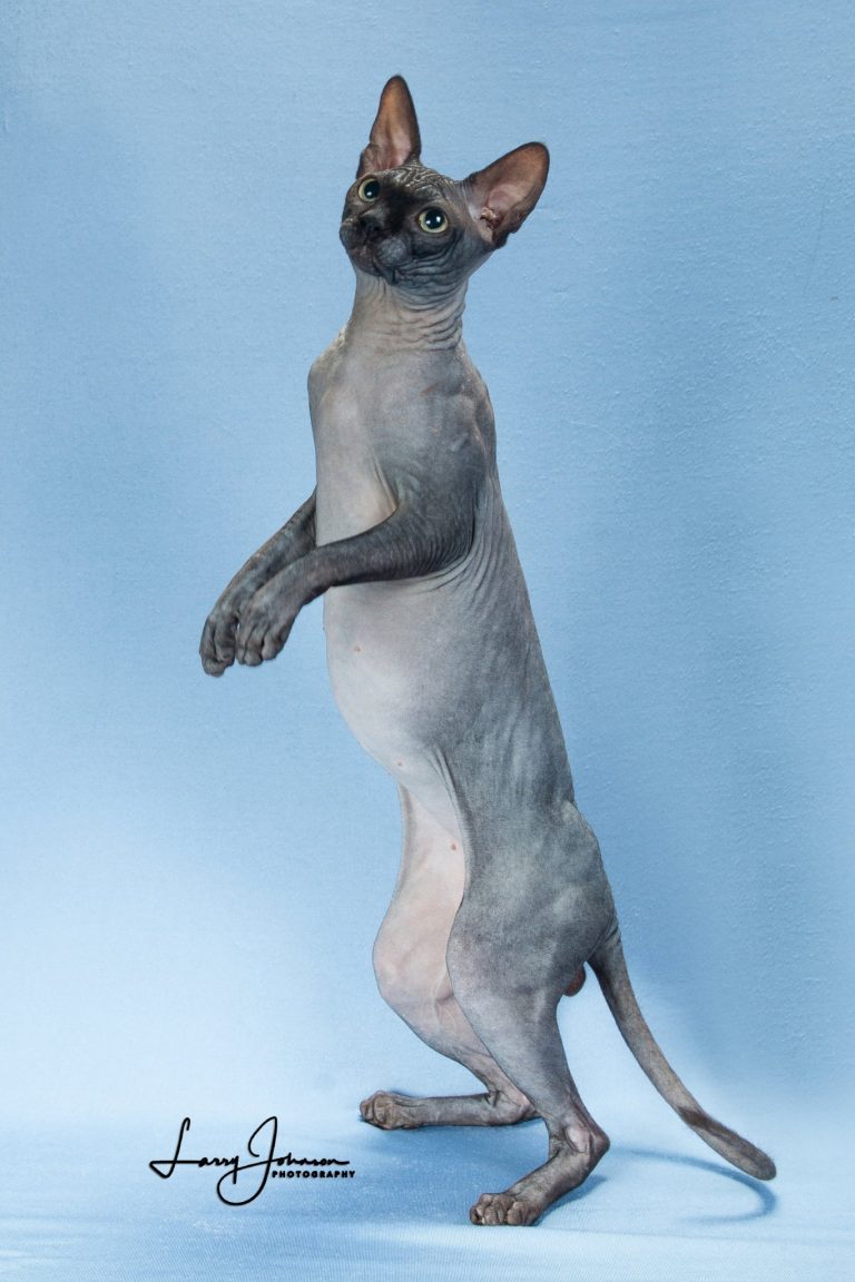 3 Tips For Clipping Your Sphynx Cat’s Nails CatsInfo