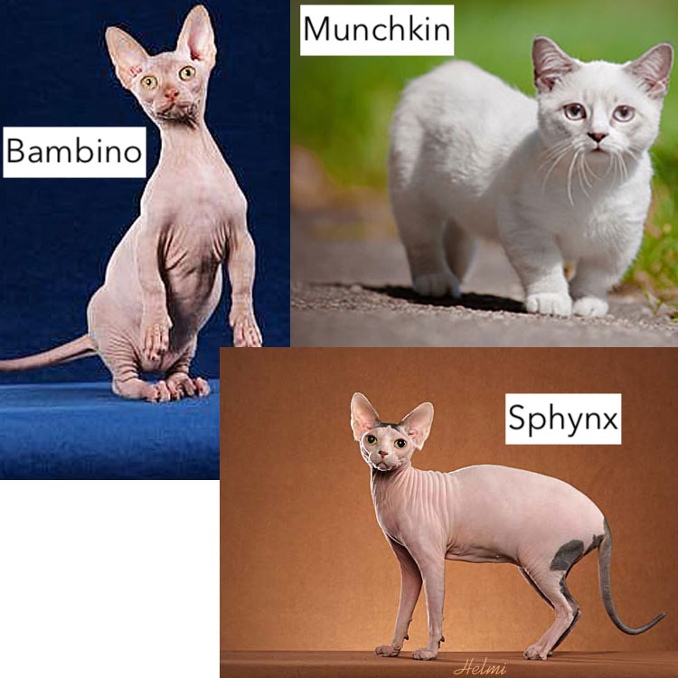 The Overall Cost Of Owning A Bambino Vs A Sphynx Cat CatsInfo