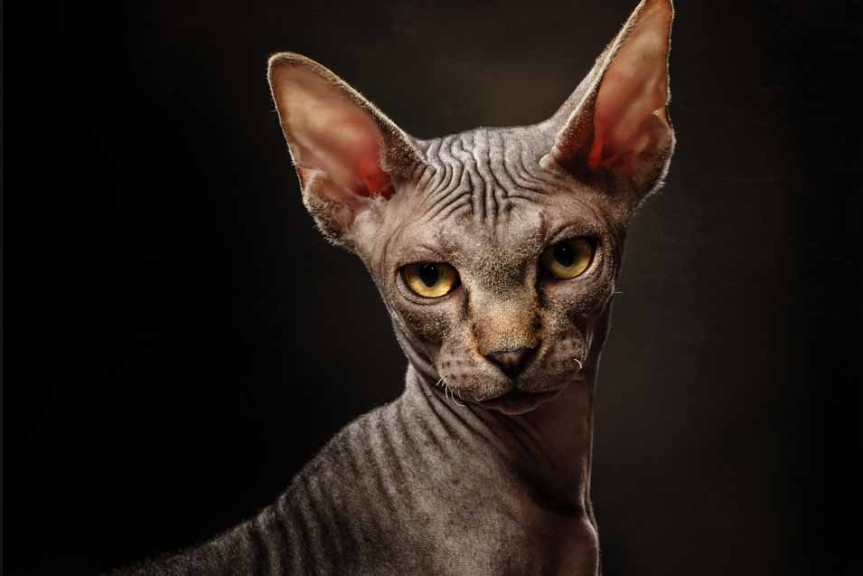 Do Sphynx Cats Have Spots? CatsInfo