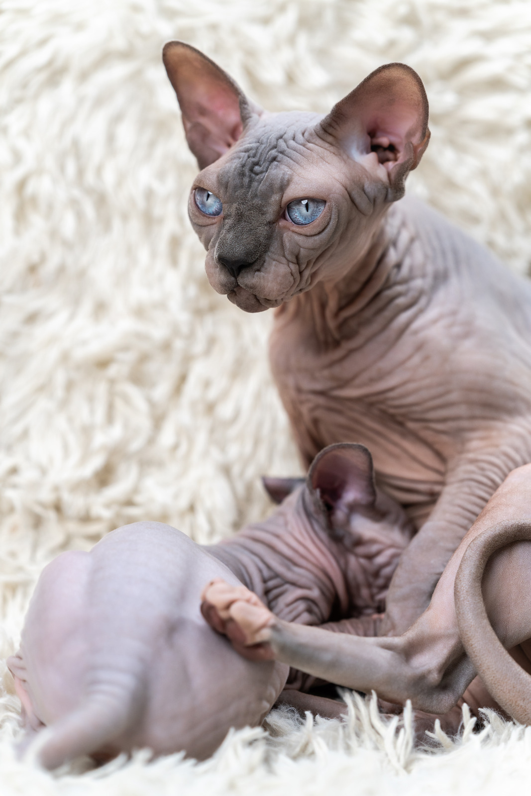Do Sphynx Cats Need A Companion CatsInfo