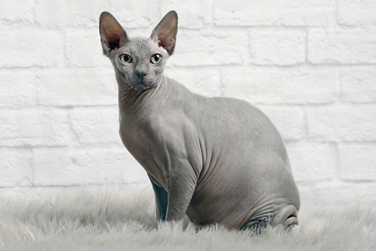The Best Food For Sphynx Cats PrettyPlease Cat Food CatsInfo