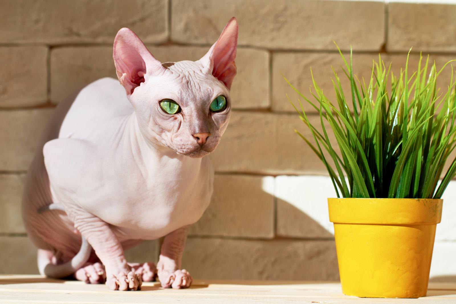 3 Tips For Caring For Your Sphynx Cat’s Eyes CatsInfo