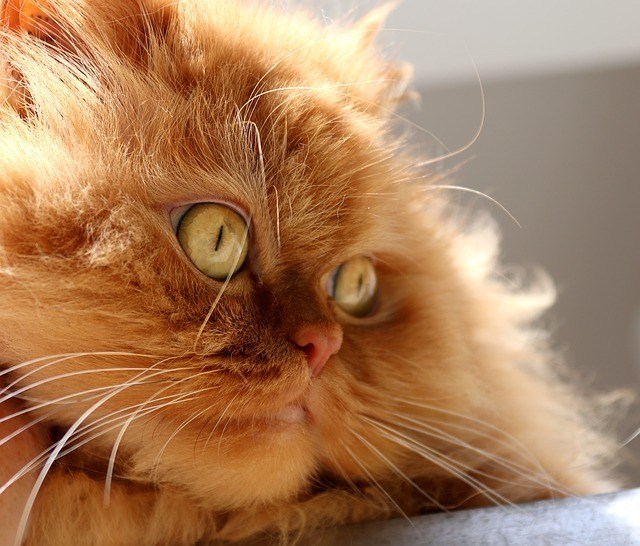 The Top 5 Reasons To Own A Persian Cat CatsInfo