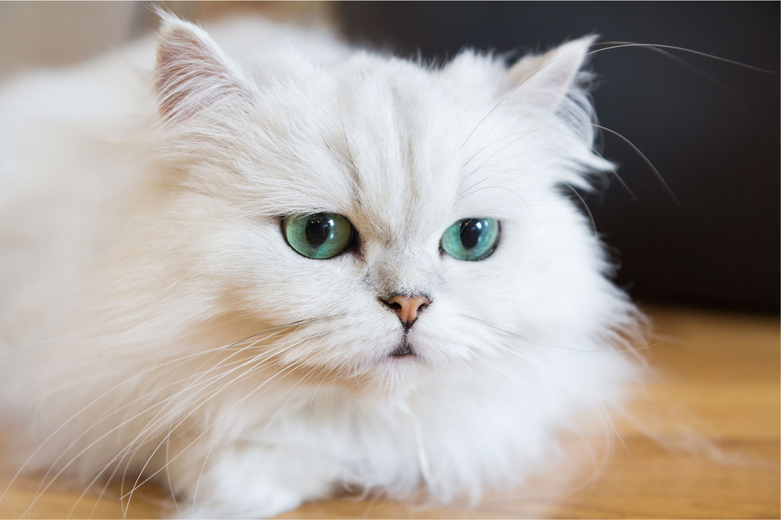 Are Persian Cats Endangered CatsInfo