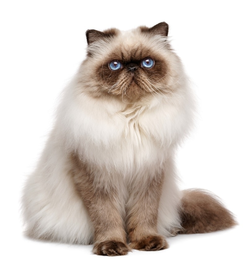 Everything You Need To Know About Adopting A Persian Cat CatsInfo