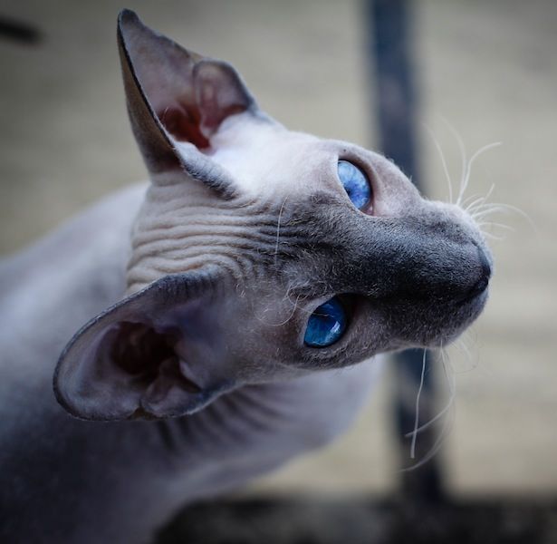 Do Sphynx Cats Have Whiskers CatsInfo