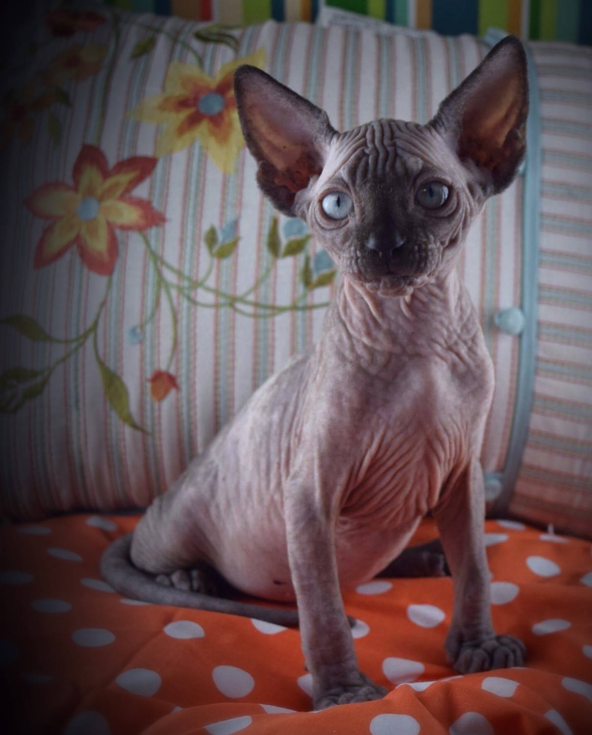 Can Sphynx Cats Grow Hair CatsInfo