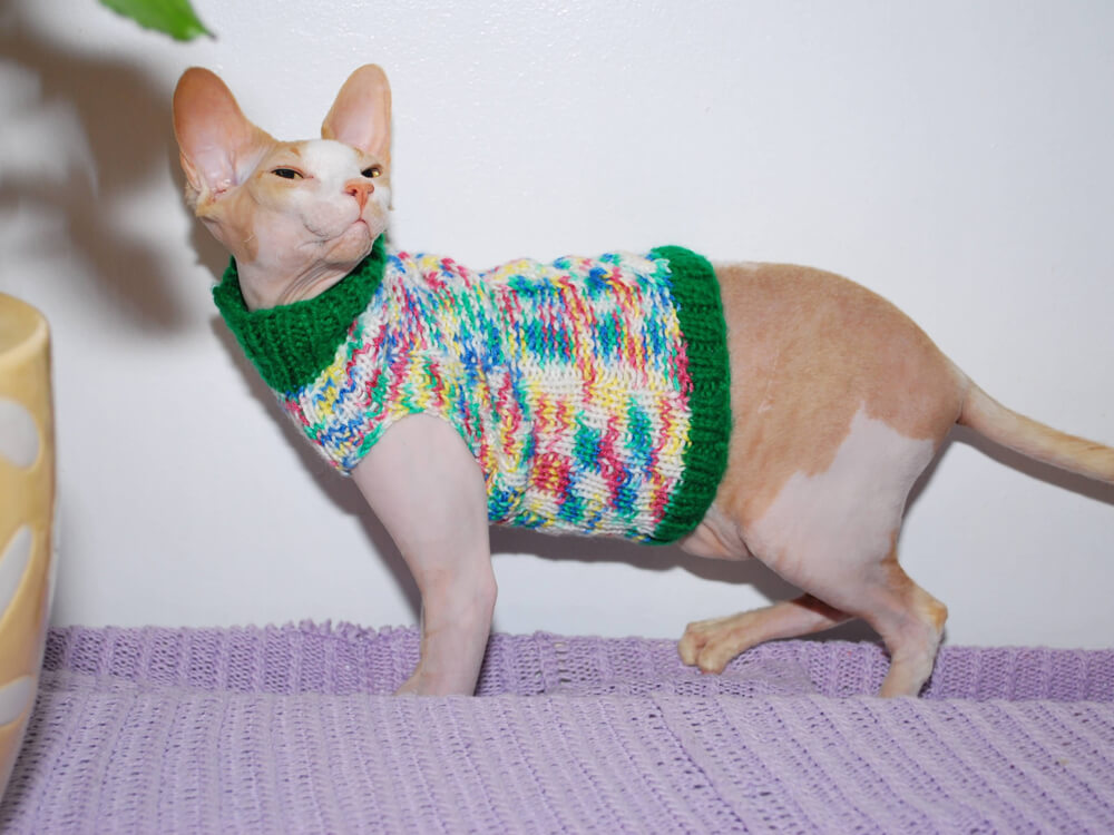 Sphynx Cats The Exception To The Rule CatsInfo