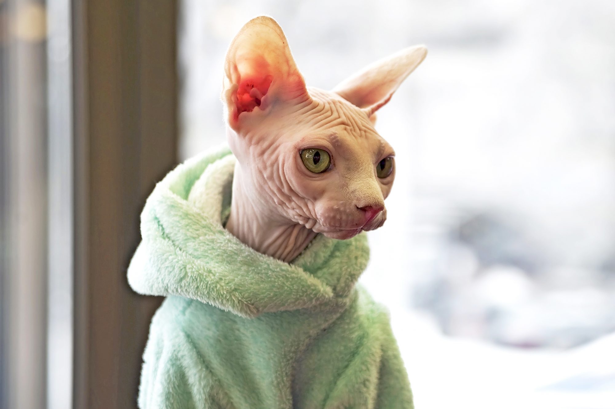 Walking Your Sphynx Cat The Benefits And How To Get Started CatsInfo