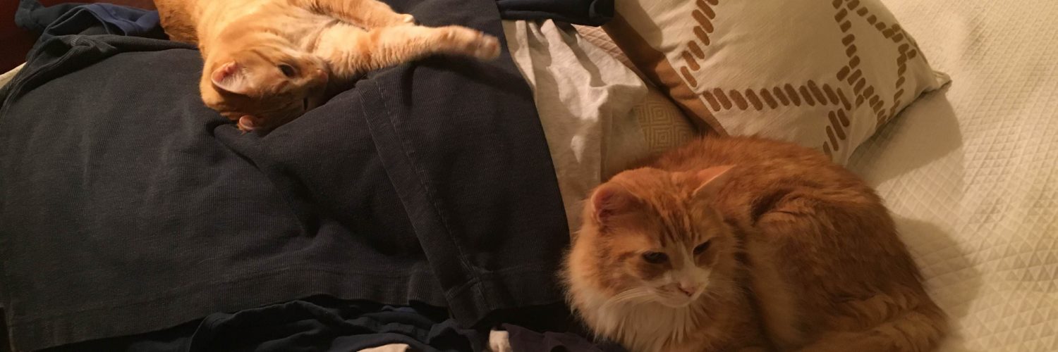 Do Sphynx Cats Need Clothes? CatsInfo