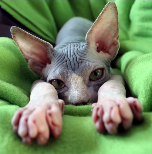 How To Keep Your Sphynx Cat Cool In Hot Weather CatsInfo