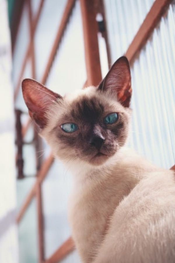 How Big Do Siamese Cats Get? CatsInfo