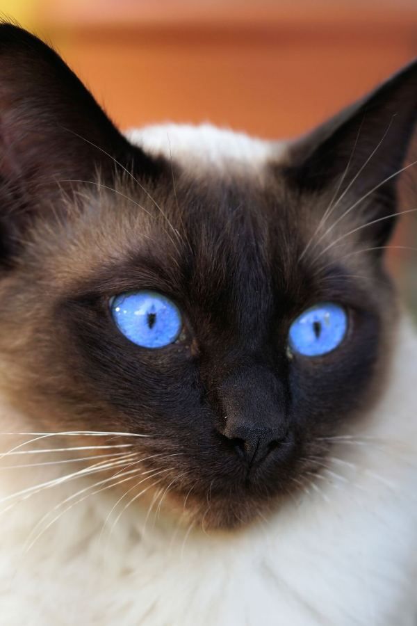 Why Do Siamese Cats Meow So Much? CatsInfo