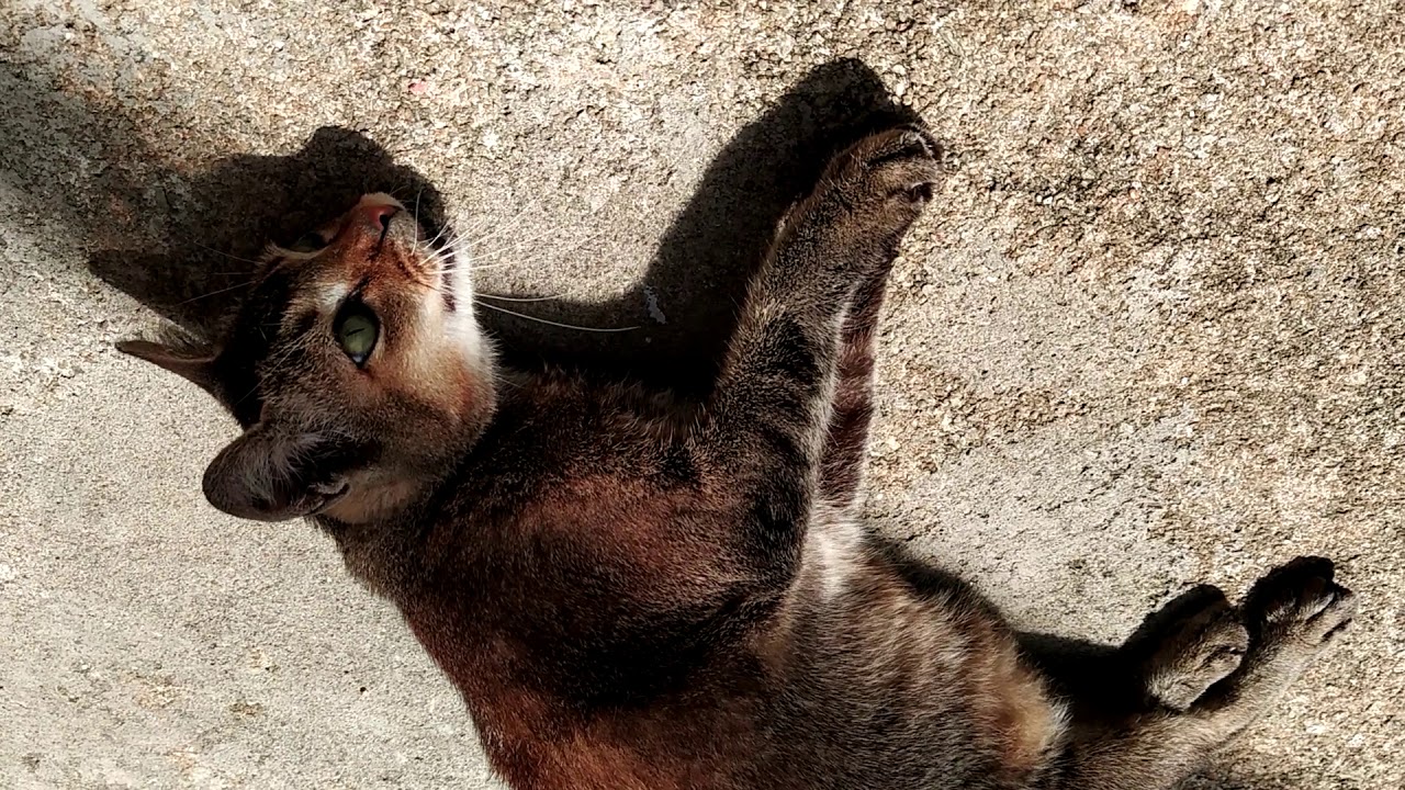 The Intelligence And Beauty Of Siamese Cats CatsInfo