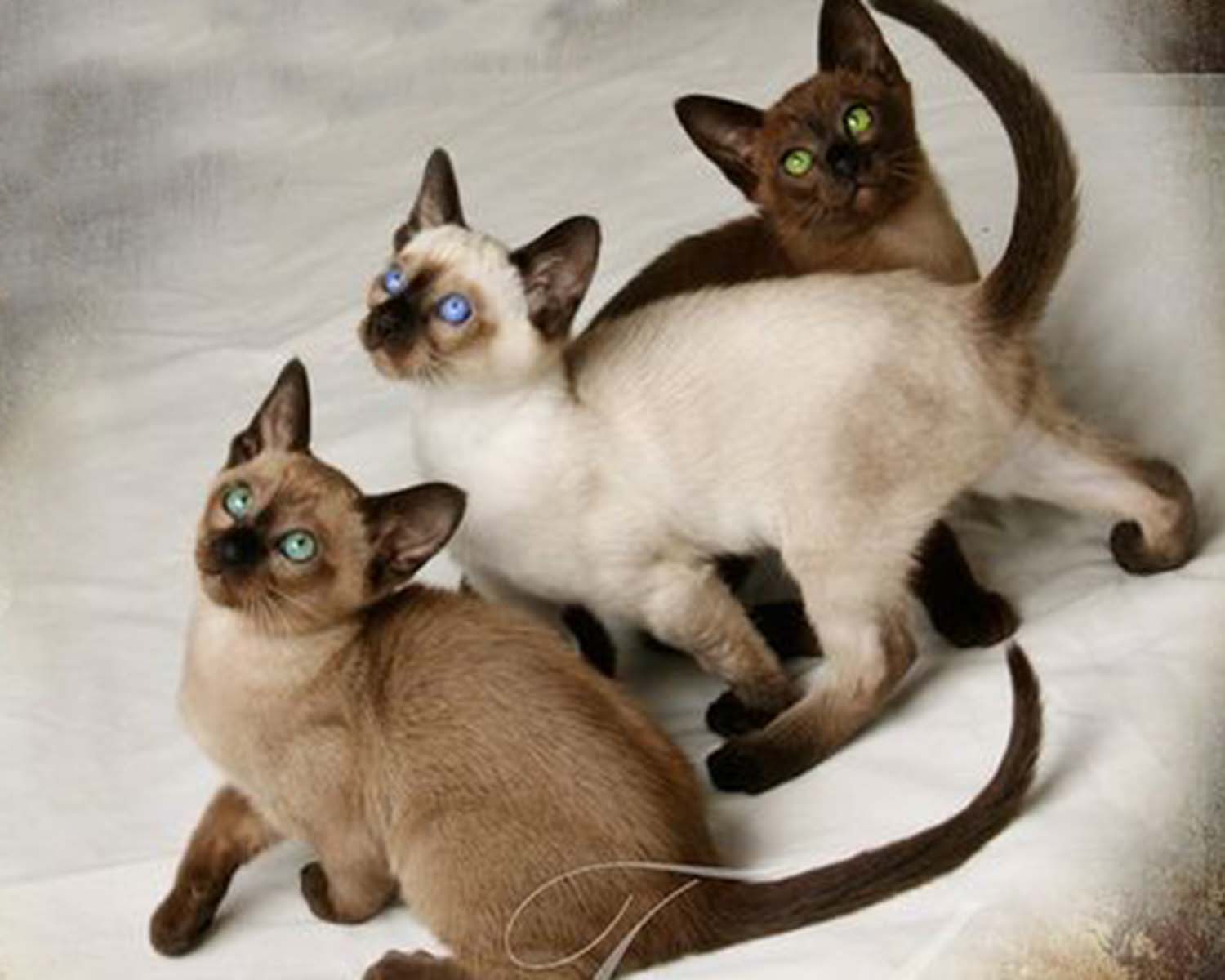 The Truth About Siamese Cats And Allergies CatsInfo