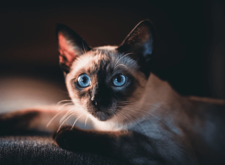 Before You Let Your Siamese Cat Outdoors CatsInfo