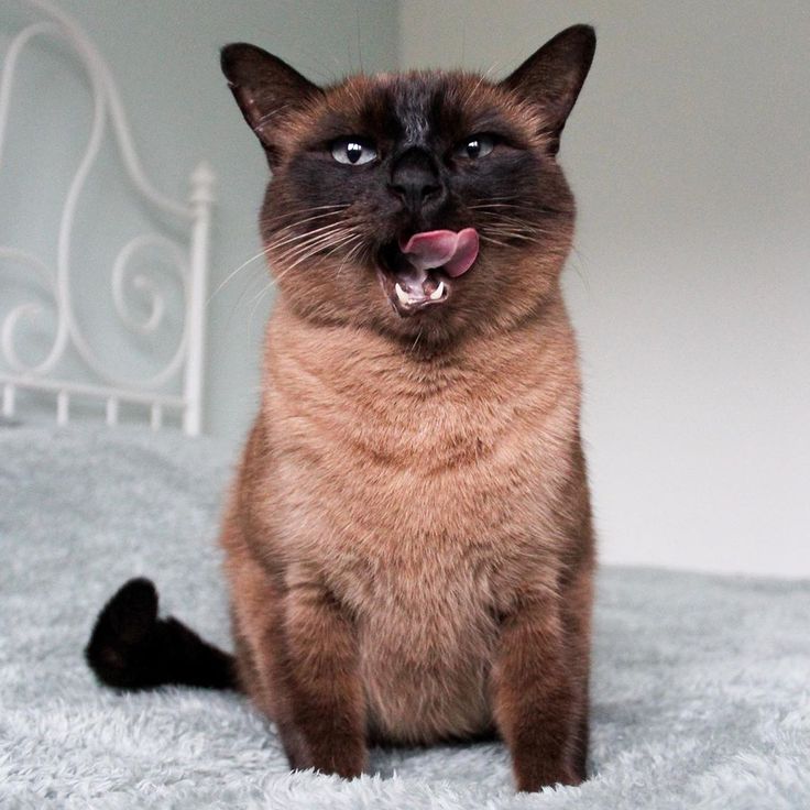 The Best Foods For Siamese Cats CatsInfo