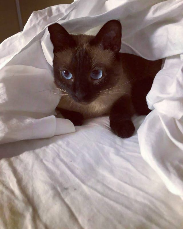 Are Siamese Cats Playful CatsInfo