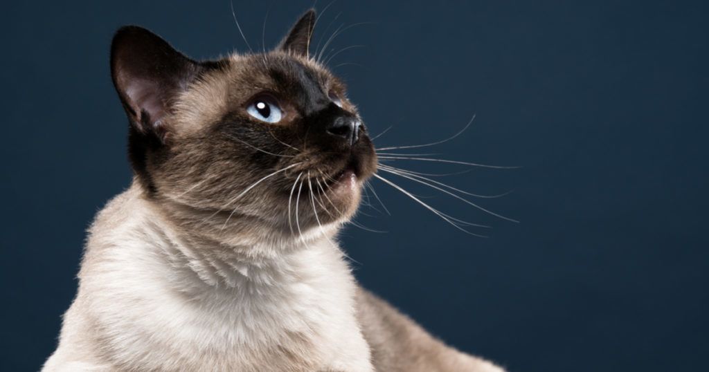 Can You Be Allergic To Siamese Cats CatsInfo