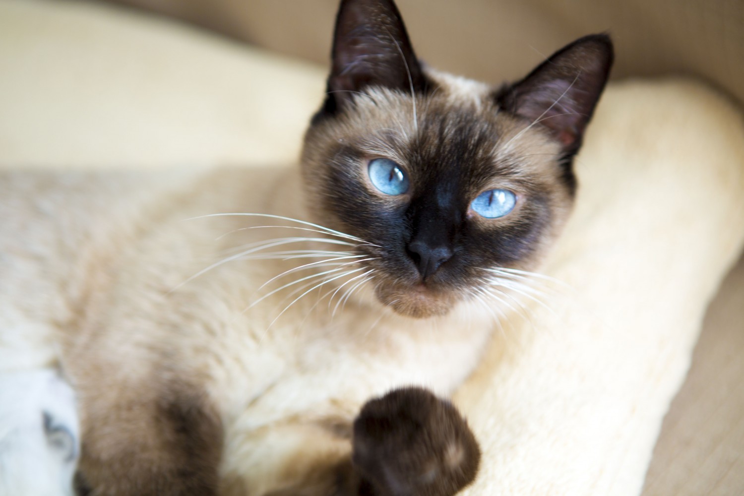 Why Do Siamese Cats Sleep So Much? CatsInfo