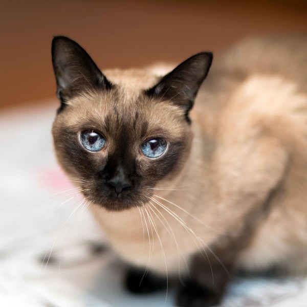 How To Make Your Siamese Cat Fat CatsInfo
