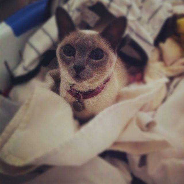 Do Siamese Cats Smell Bad? CatsInfo