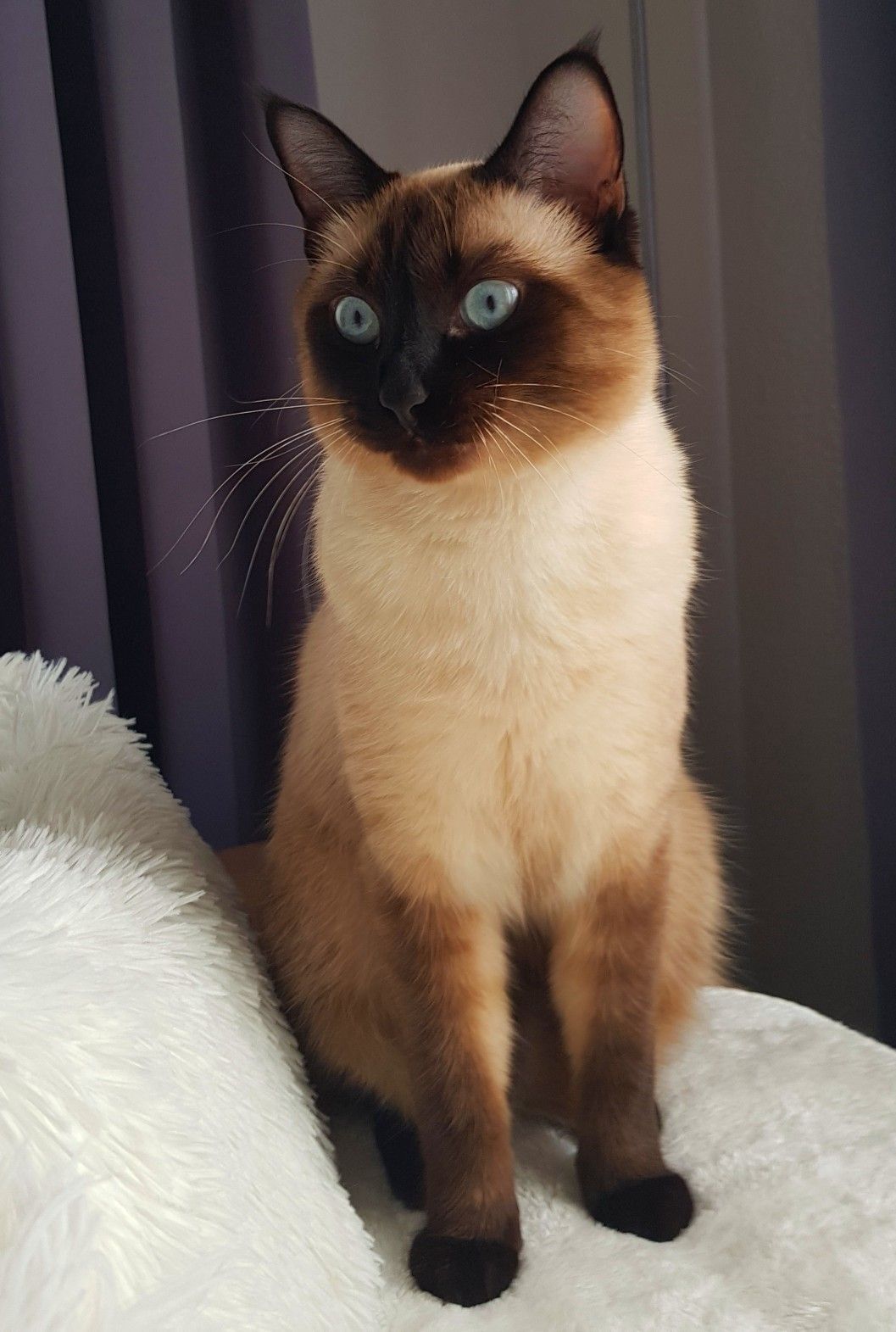 Do Siamese Cats Mark Their Territory? CatsInfo