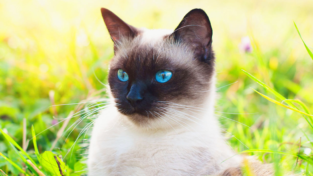 Are Siamese Cats Easy To Take Care Of? CatsInfo