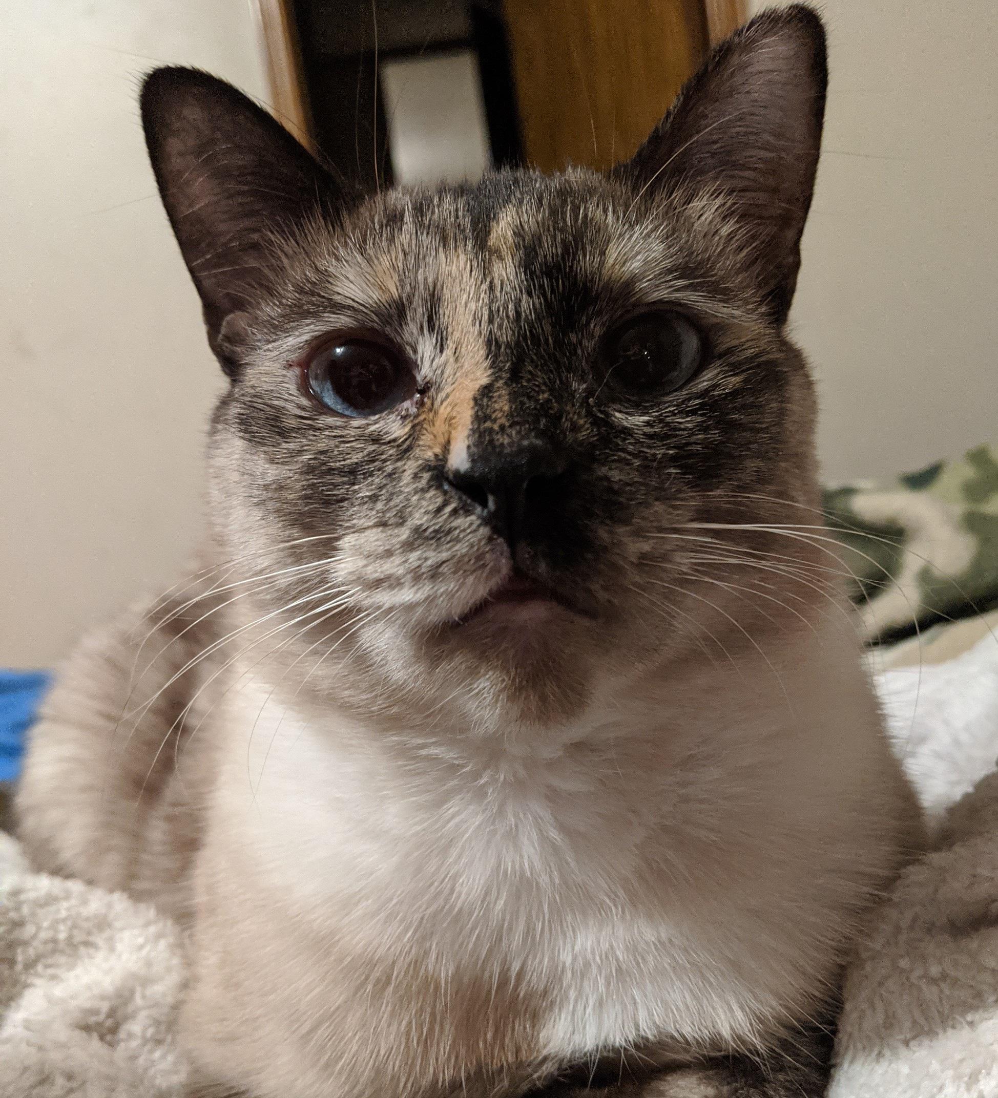 Are Siamese Cats Good For Apartments CatsInfo