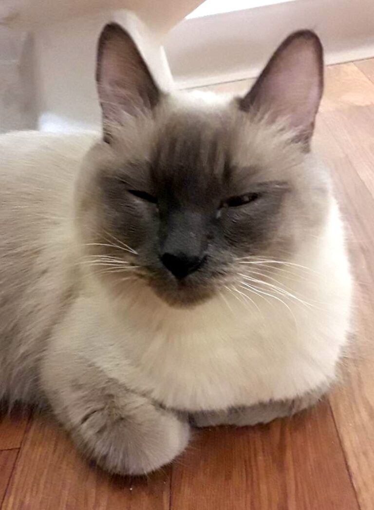 The Gender Of Siamese Cats Is There A Definitive Answer? CatsInfo