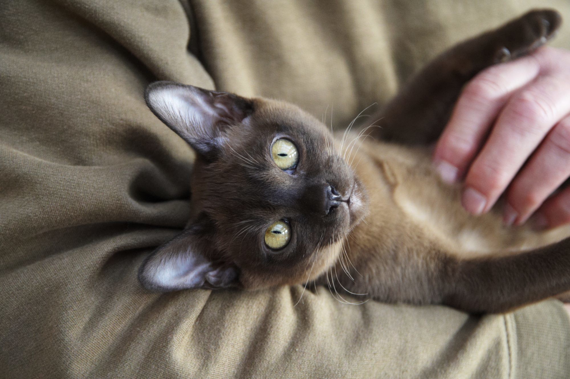 The Truth About Siamese Cats They’re Not As Solitary As You Might