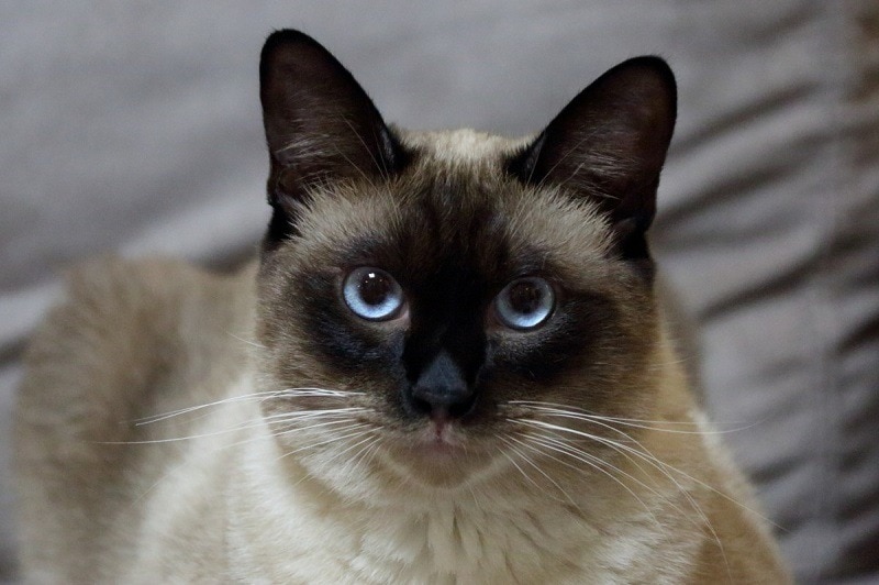 Siberian And Siamese Cats Are They Related? CatsInfo