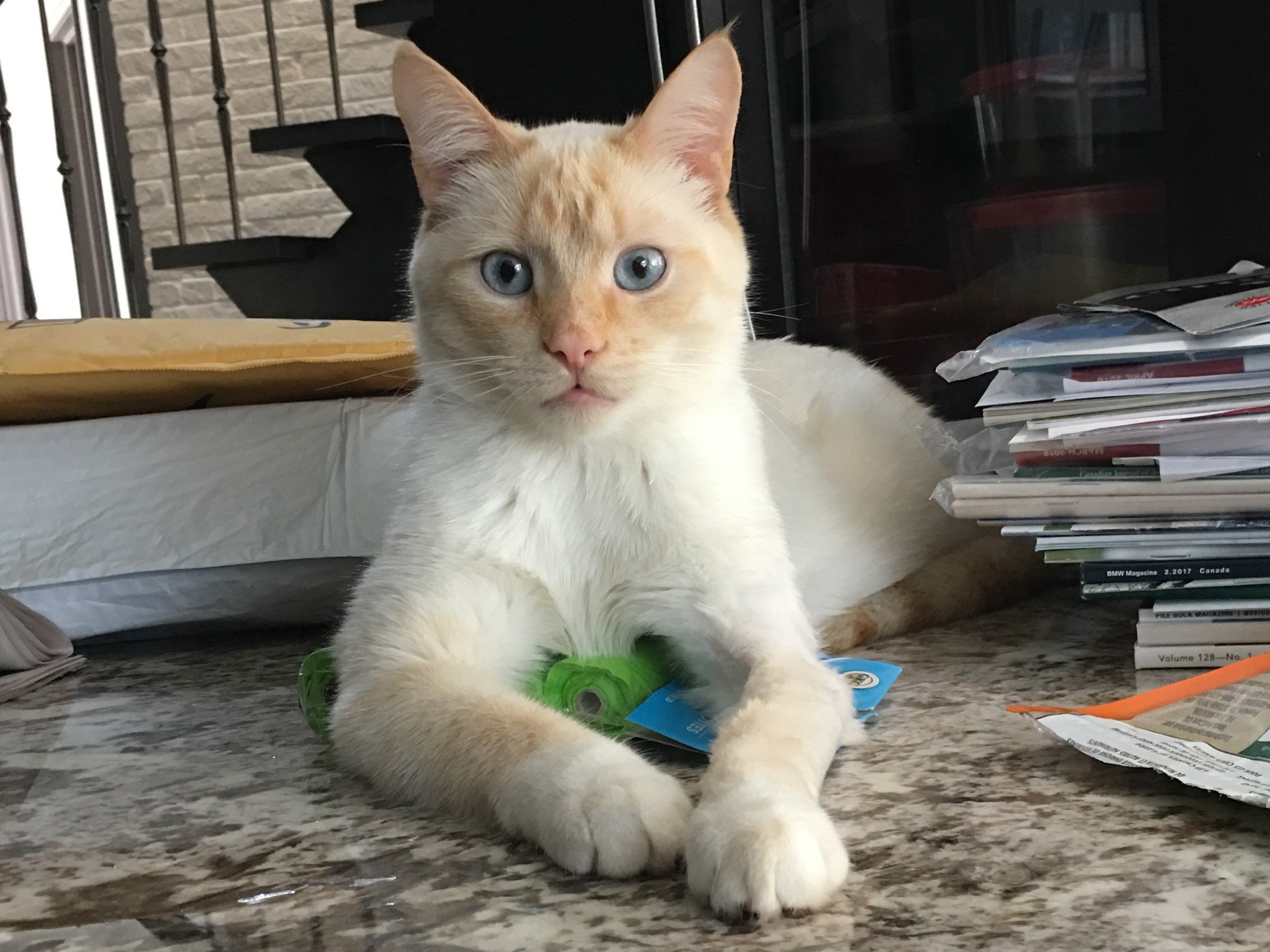 Why Siamese Cats Can Be Orange CatsInfo