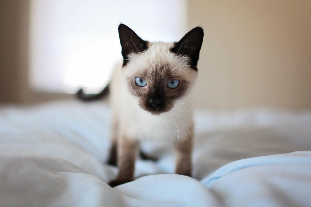 Can Siamese Cats Die If They Don’t Mate CatsInfo