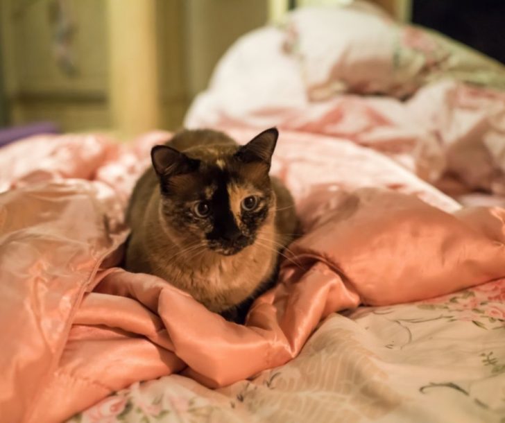 Can You Live Alone With Siamese Cat CatsInfo