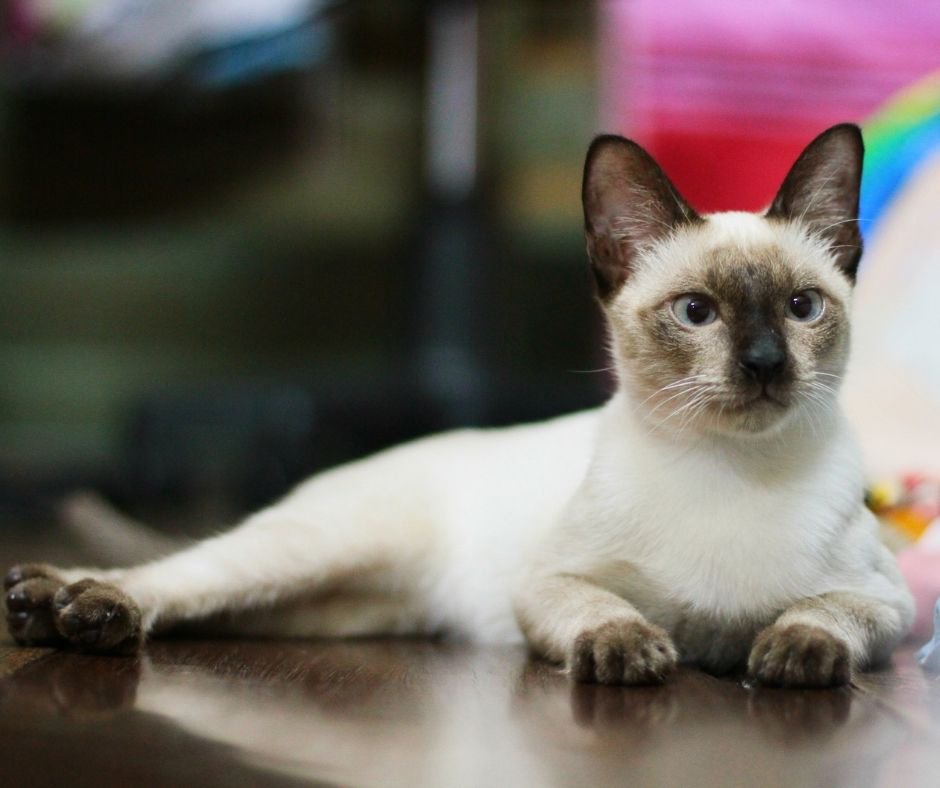 Why Do All Siamese Cats Have Big Ears? CatsInfo