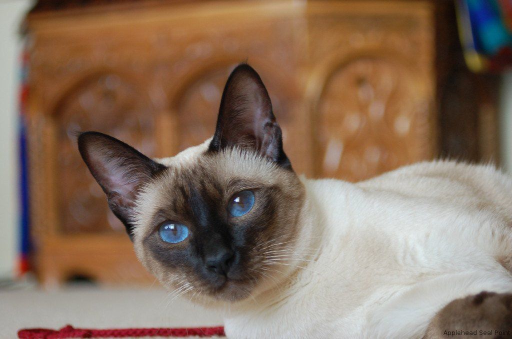 Why Do All Siamese Cats Have Big Ears? CatsInfo