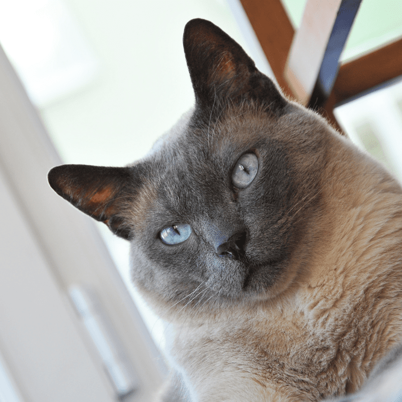 Do Siamese Cats Get Stand Standoffish CatsInfo